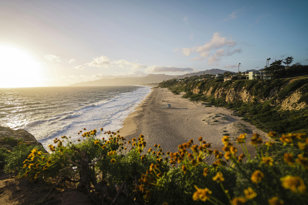 Long sandy beach below a bluff of yellow wildflowers at sunset in Malibu