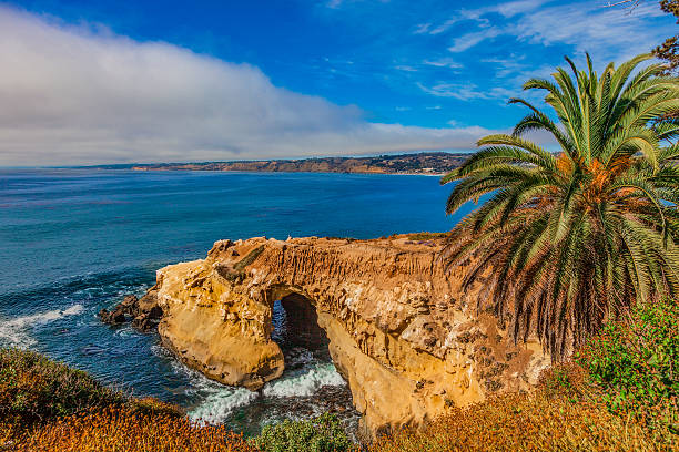 Sandstone sea arch and a palm tree on the La Jolla coastline